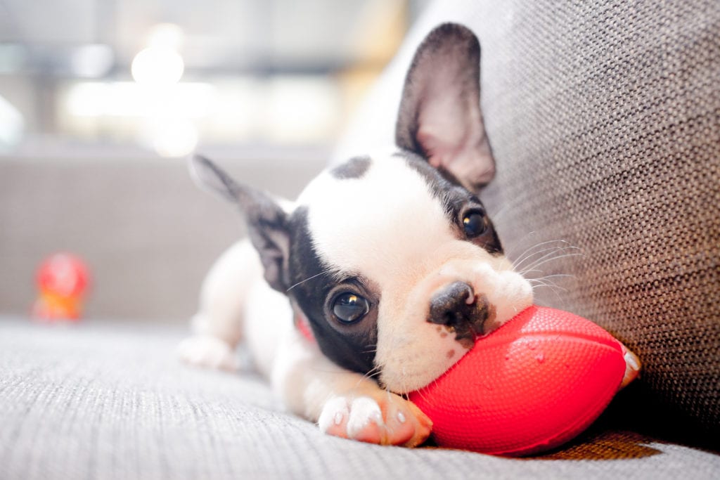 best grain free puppy food