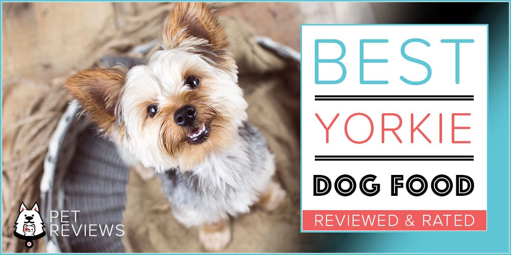 10 Best Dog Food for Yorkies (Teacup & Puppy) - 2024 Brands