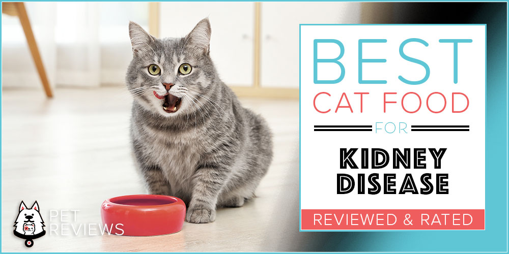 View of Best Cat Food for Kidney Disease : Top 10 Commercial Options in 2026