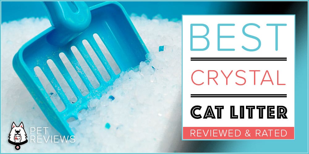 7 Best Silica Crystal Cat Litters With Our 2024 BudgetFriendly Pick