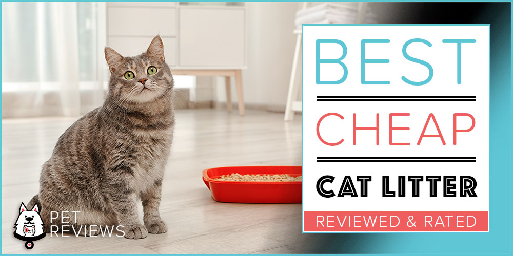 7 Best Cheap Cat Litters Our 2024 Most Affordable Picks