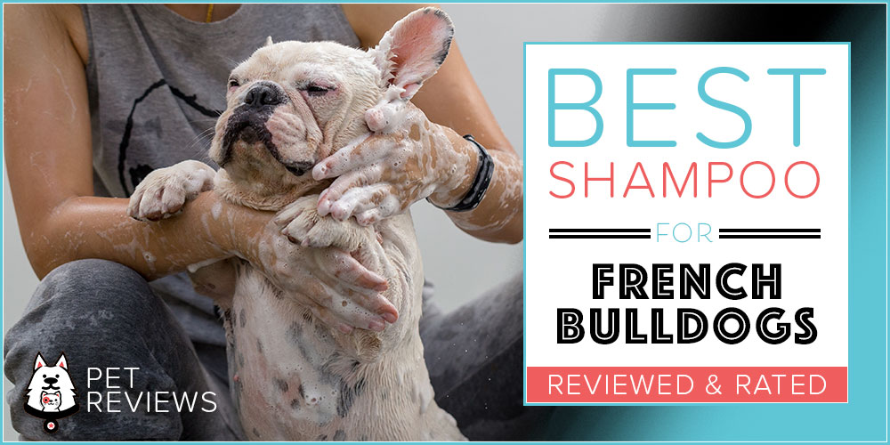 6 Best Dog Shampoos And Conditioners For French Bulldogs in 2024