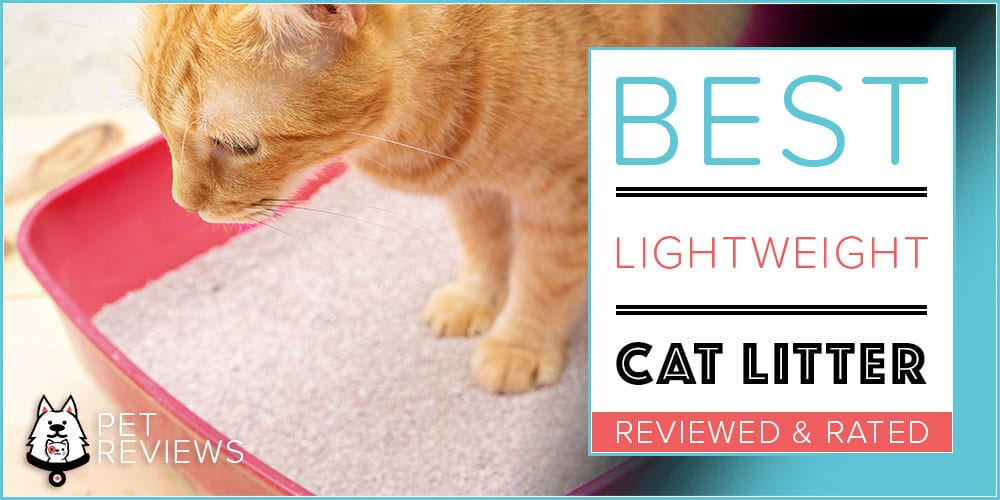 8 Best Lightweight Cat Litters With Our 2024 BudgetFriendly Pick