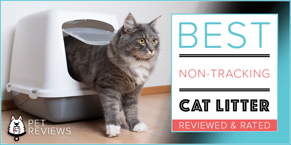 7 Best NonTracking Cat Litter With Our 2024 BudgetFriendly Pick
