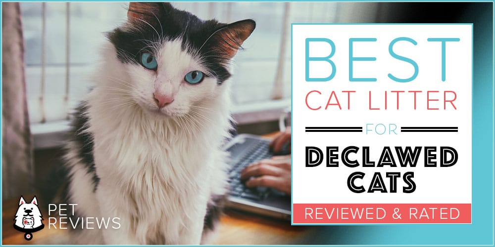 7 Best Cat Litters for Declawed Cats With Our 2024 BudgetFriendly Pick