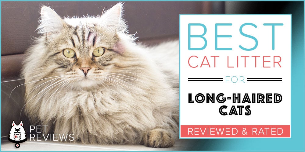 Best Cat Litter For Long Hair Cats