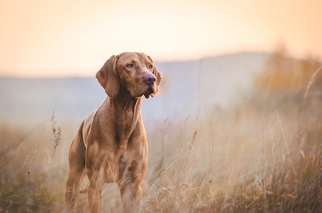 Bravecto vs NexGard for Dogs: Our 2025 Guide To Which One Is Better