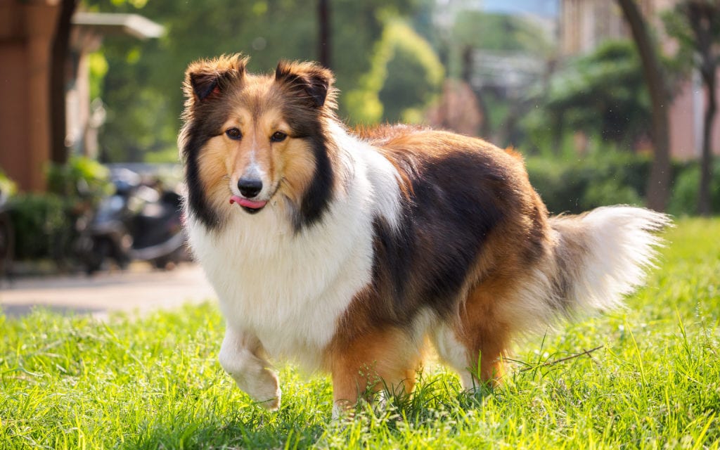 sheltie shampoo