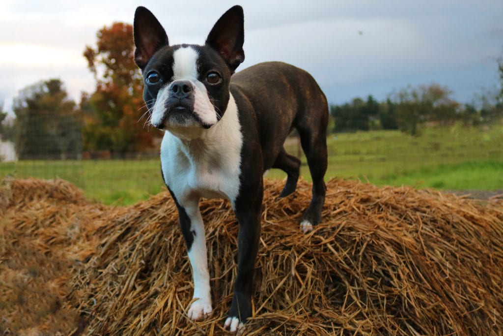 Boston Terrier Shampoo