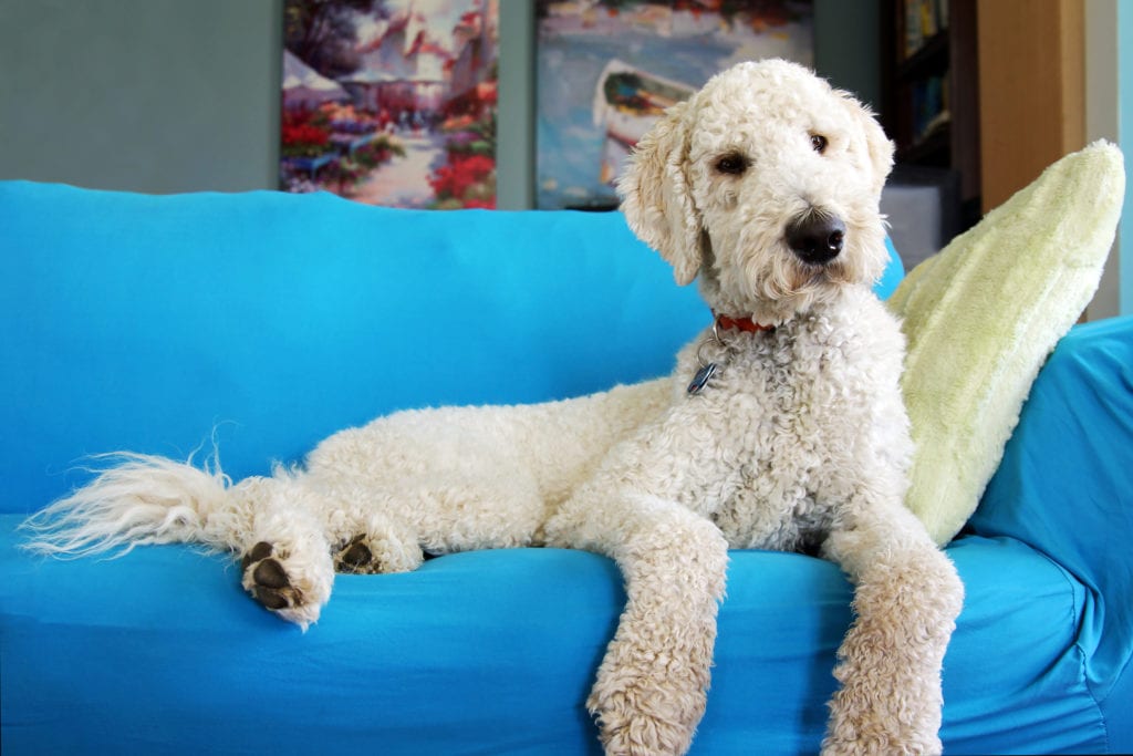 goldendoodle brush