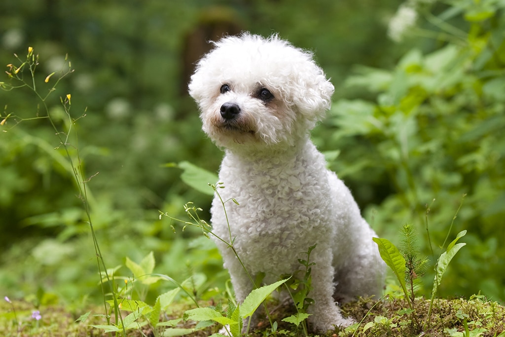 7 Best Dog Shampoos for a Bichon Frise in 2024