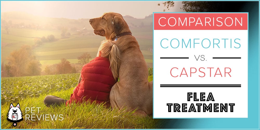 Comfortis vs. Capstar 2024 Comparison and Key Differences