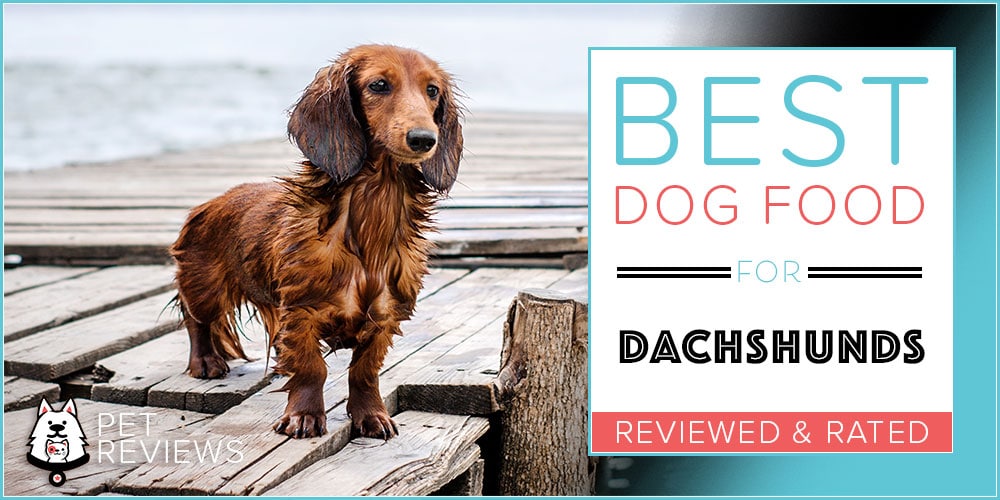 11 Best Dog Foods for Dachshunds in 2024