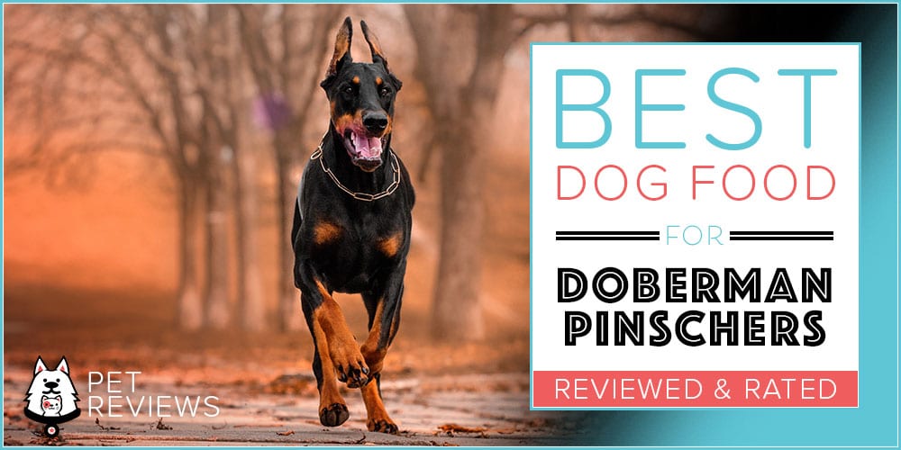 8 Best Dog Foods for Doberman Pinschers in 2024