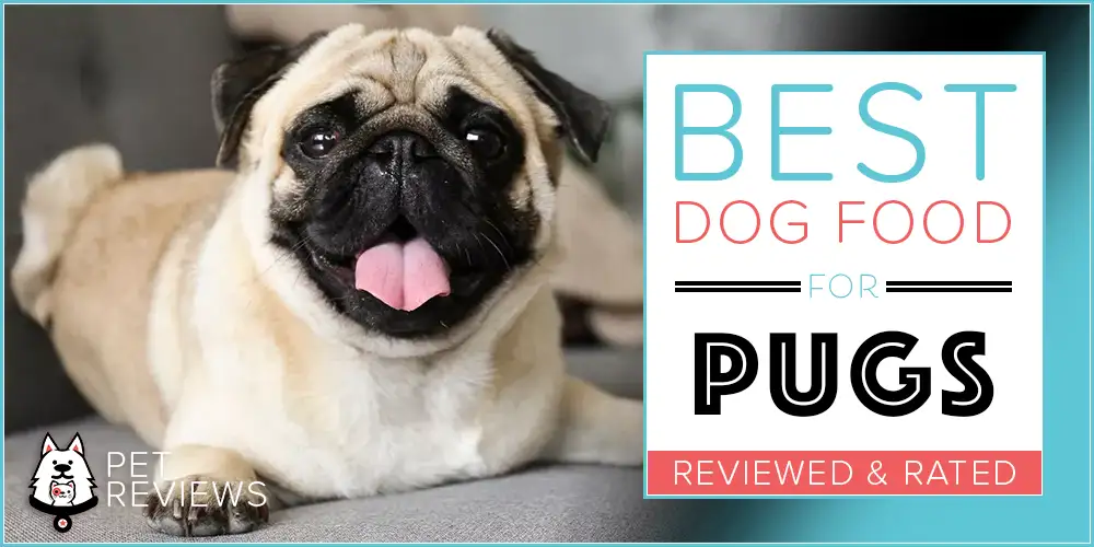 Best Dog Food for Pugs