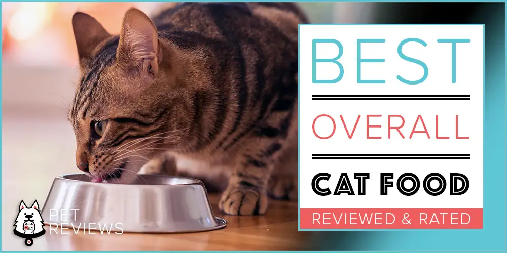 Best Cat Food