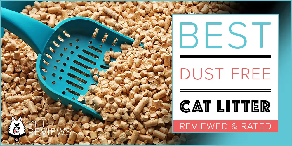 7 Best Dust Free Cat Litters With Our 2024 BudgetFriendly Pick