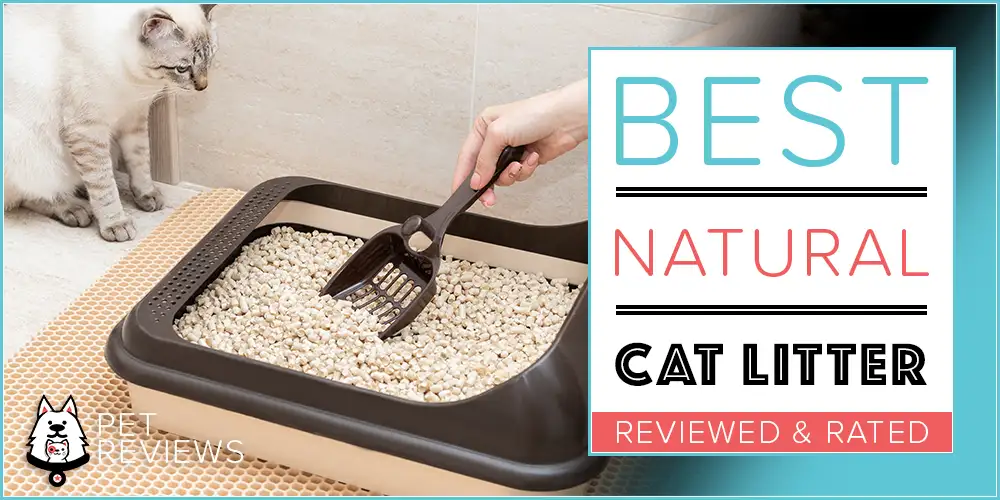 Best Natural Cat Litter
