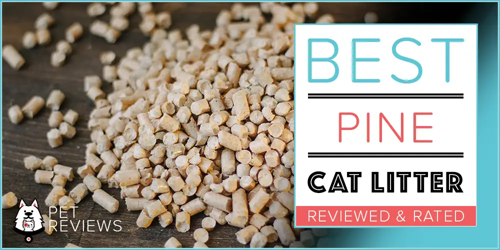 Best Pine Cat Litter