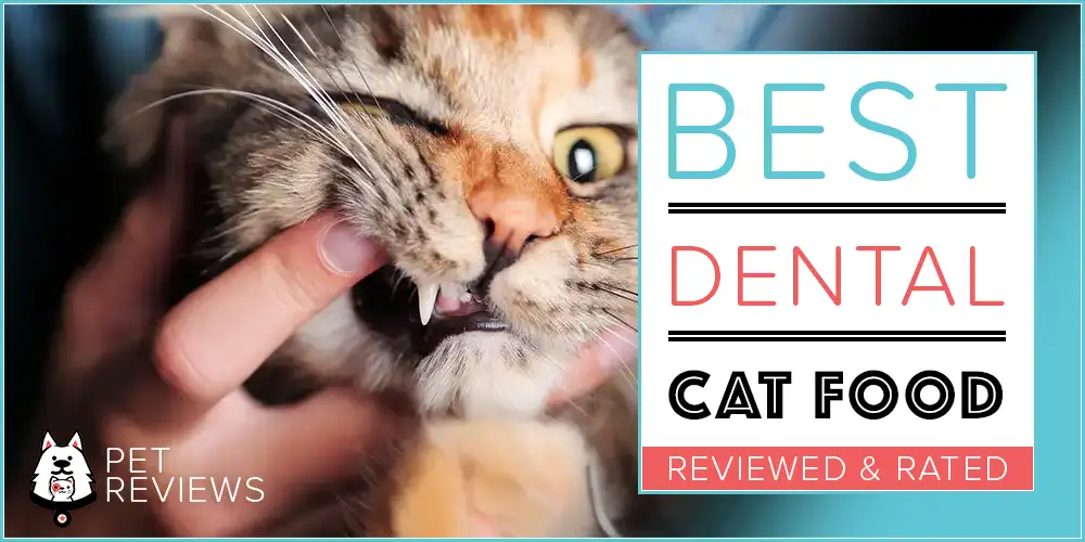 Best Dental Cat Food