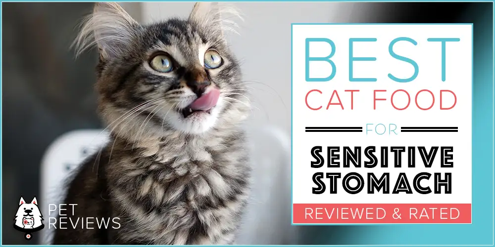 Best Cat Food for Sensitive Stomachs