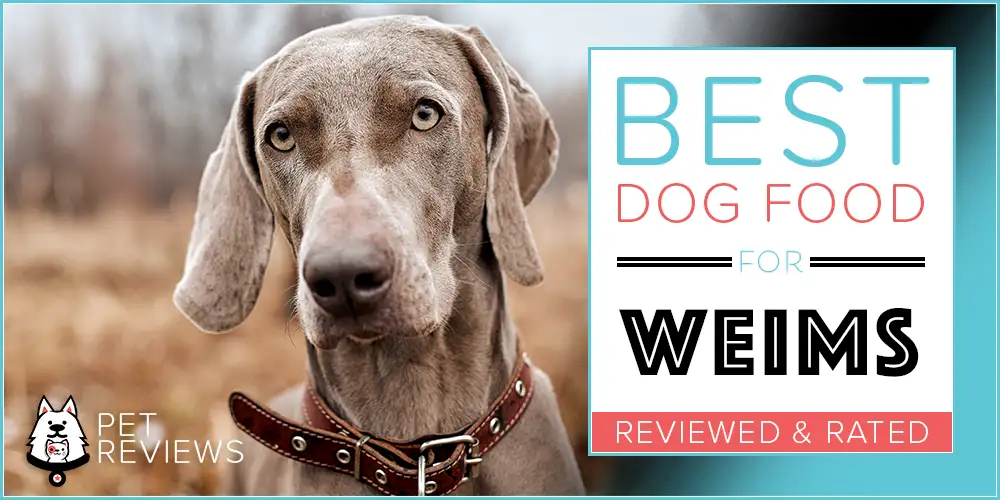 Best Dog Food for Weimaraners