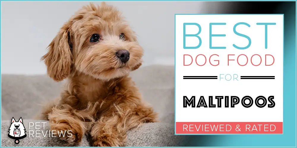 Best Dog Food for Maltipoos