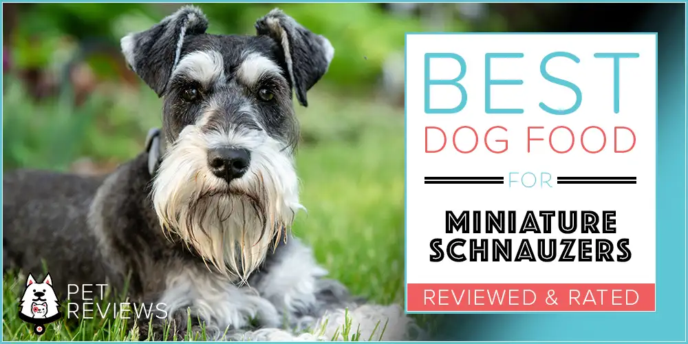 Best Dog Food for Miniature Schnauzers in 2024 12 Healthiest Recipes