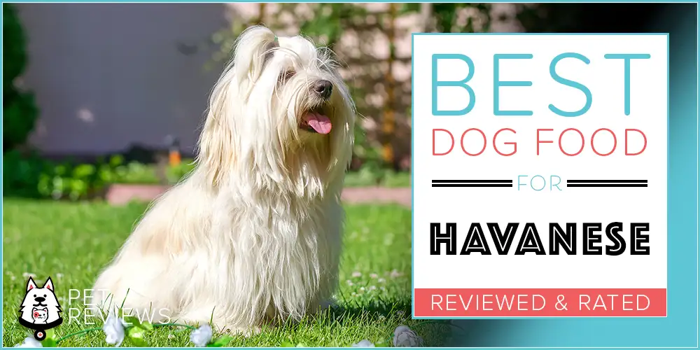 Best Dog Food for Havanese