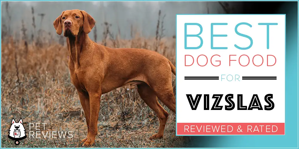 Best Dog Food for Vizslas