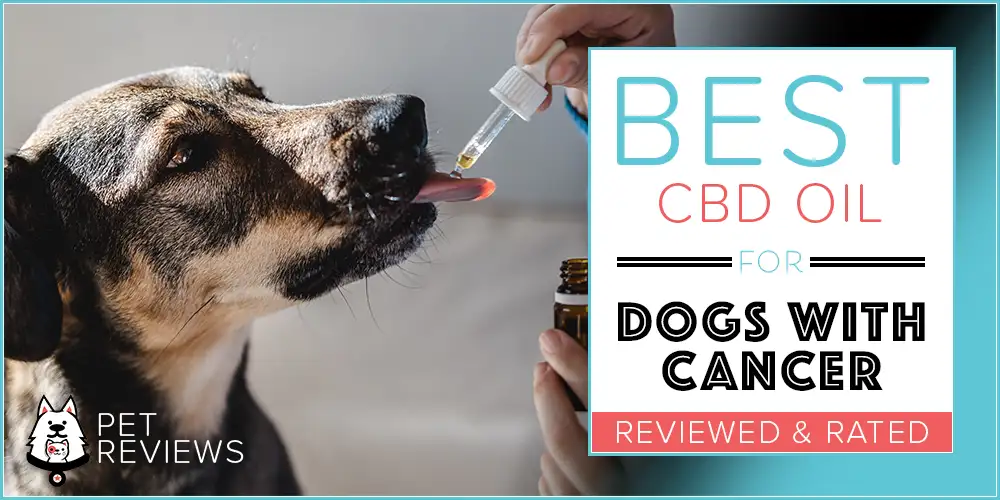 Best CBD Oil for Dogs With Cancer