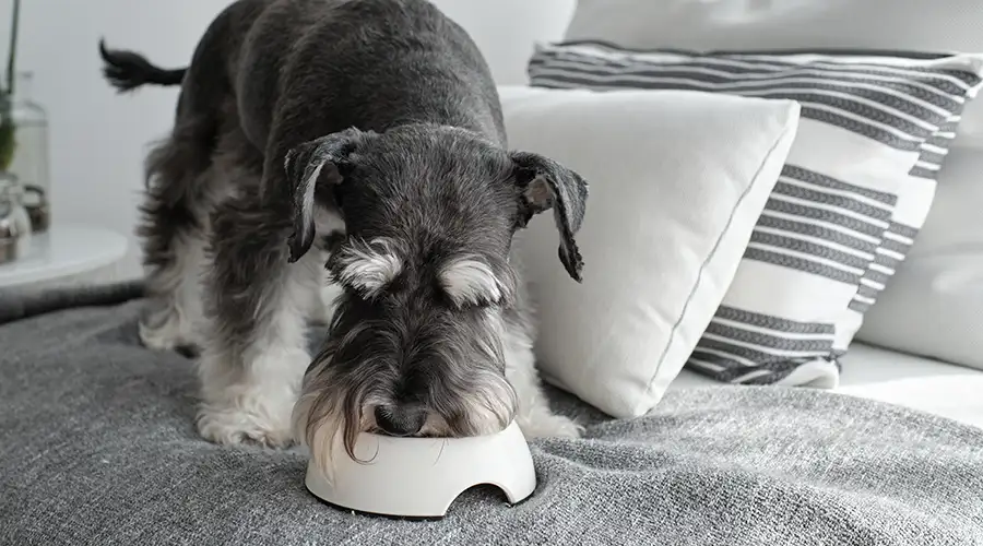 Best Dog Food for Miniature Schnauzers
