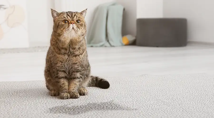 Cat next to pee spot