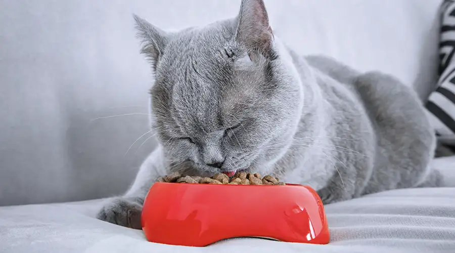 Best Cat Food for Diabetic Cats