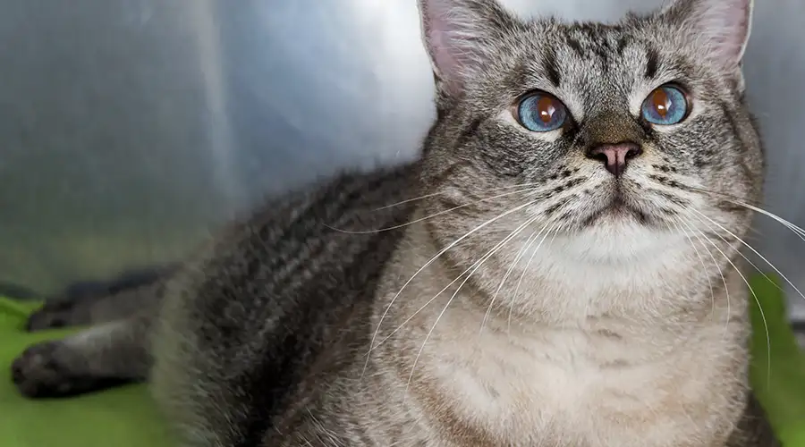 Diabetic Cat