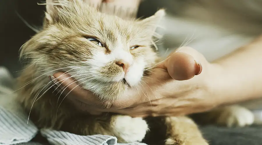Hairy Cat