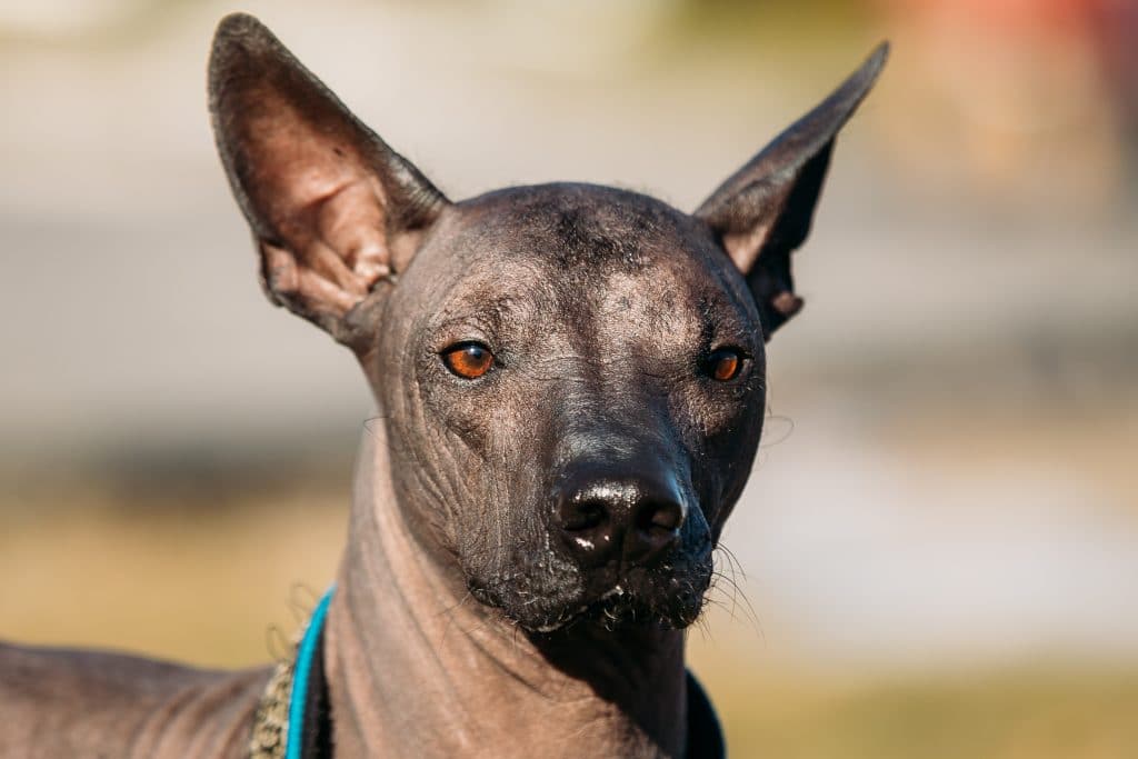Xoloitzcuintli Hairless