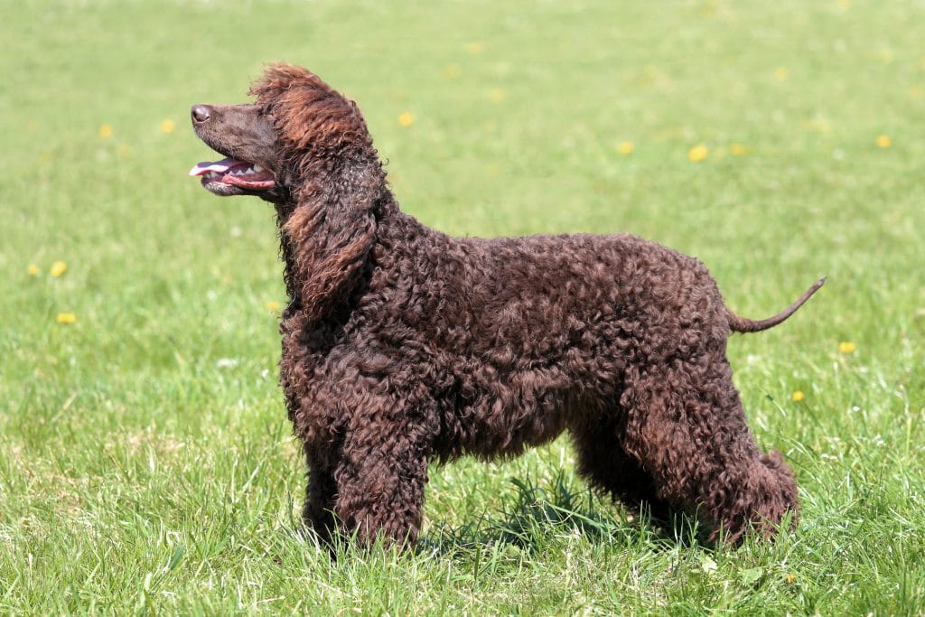 Irish Water Spaniel Doesn't Shed