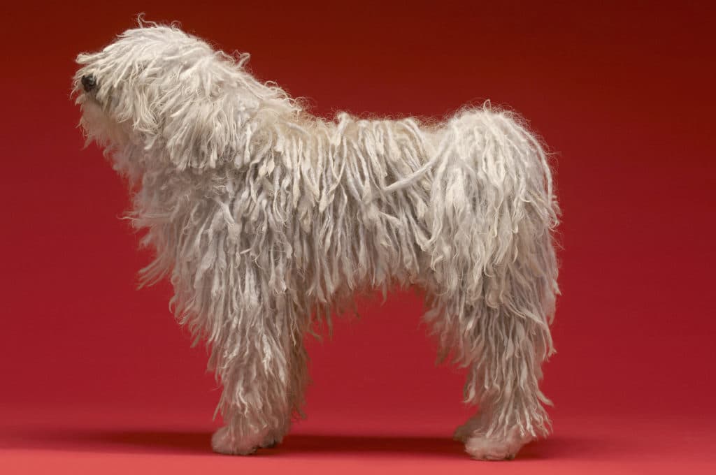 Komondor Shed