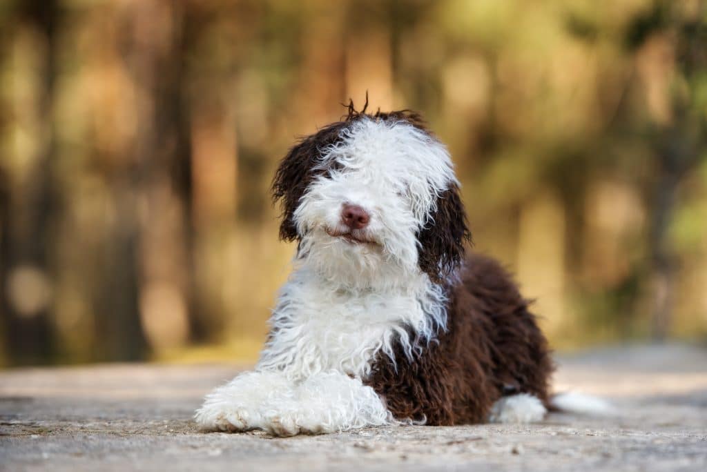 spanish water dog puppy