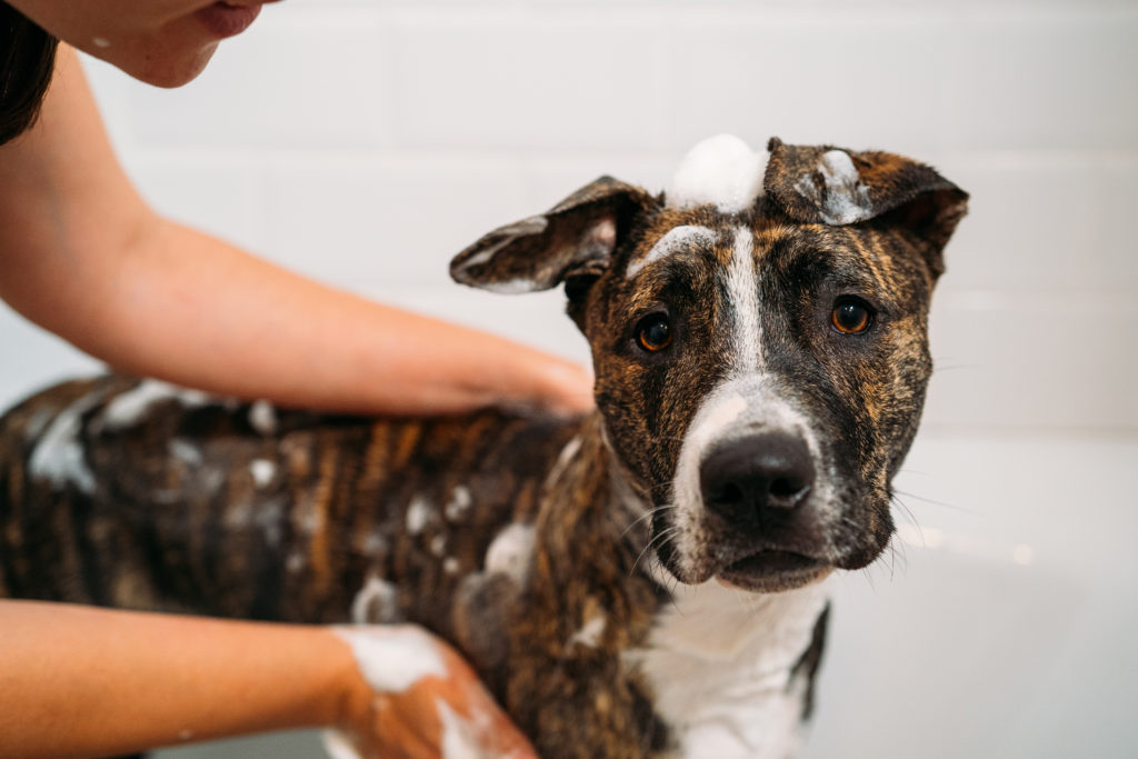 7 Best Ringworm Dog Shampoos