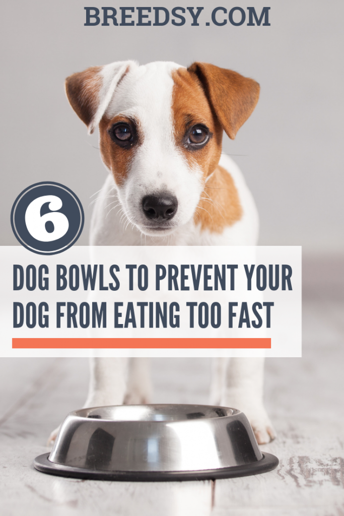 Dog Bowls Prevent Dog From Eating Too Fast (1)