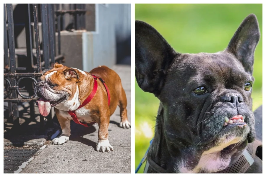 Short Snouts are a health problem