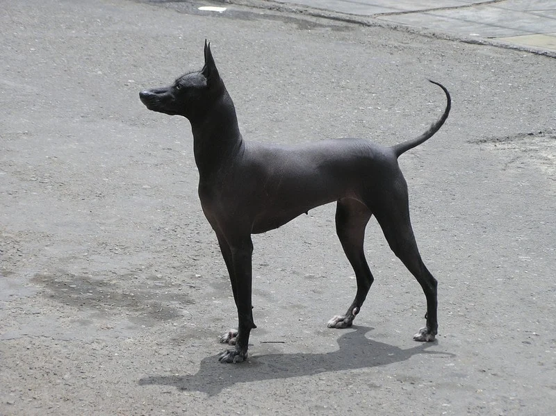 Peruvian