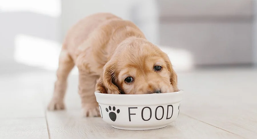 Puppy Applesauces
