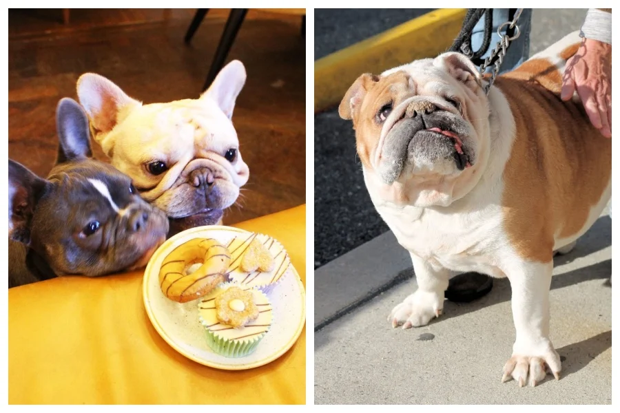 Temperament of Bulldogs