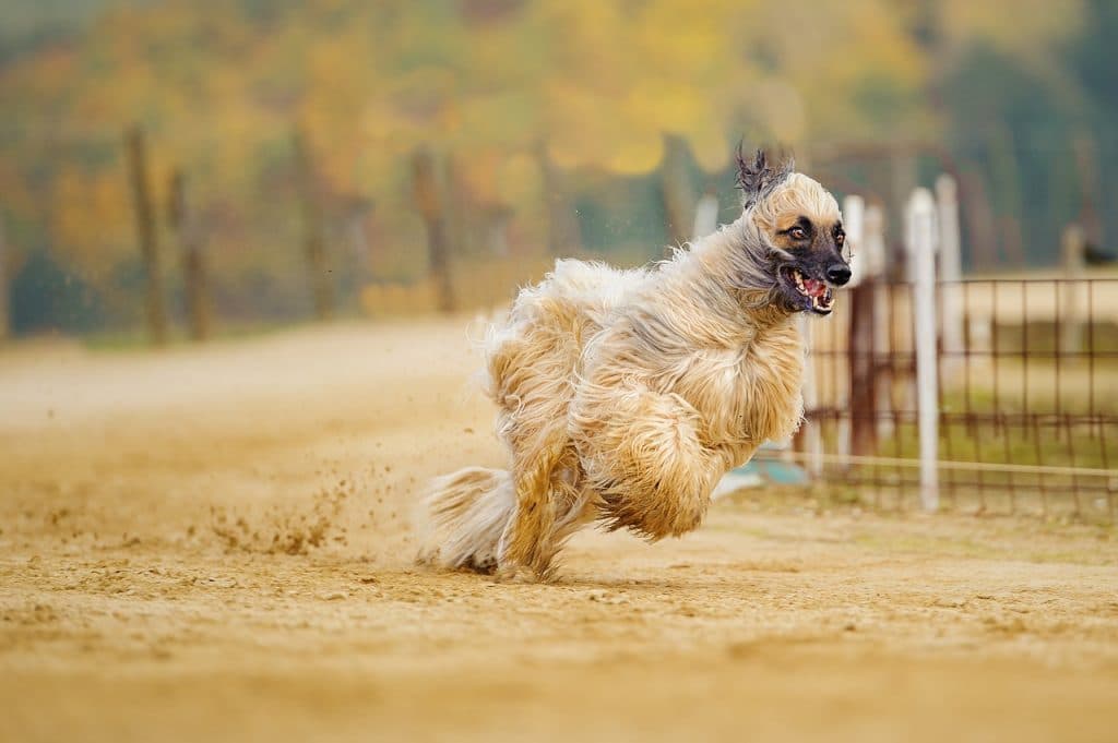 afghan hound doesnt shed