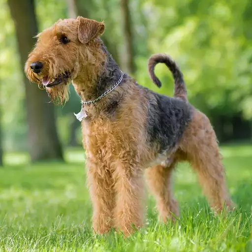 Airedale Terrier Dog Breed