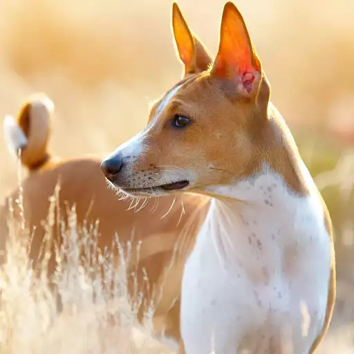 Basenji Dog Breed