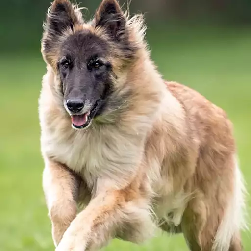 Sable Colored Belgian Tervuren